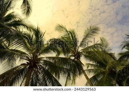 Palm trees against blue sky, Palm trees at tropical coast, vintage toned, coconut tree,summer background ,retro