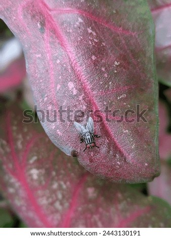 flies are perched on reddish leaves
