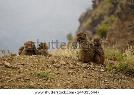 Hamadryas baboon in Abha region, Saudi Arabia