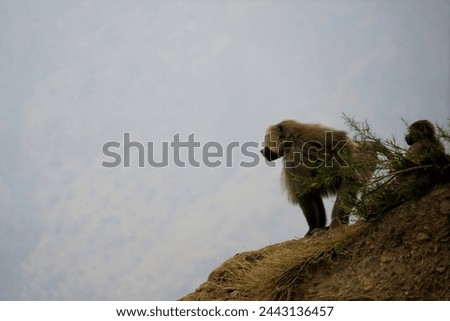 Hamadryas baboon in Abha region, Saudi Arabia