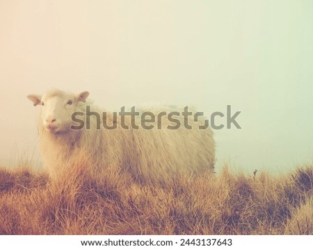 A Gritstone Sheep , commonplace in the Peak District of England where this shot was taken.  Royalty-Free Stock Photo #2443137643
