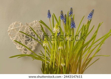 Background for calendar, banner, postcard with vintage heart and white  muscari "White Magic" and blue muscari