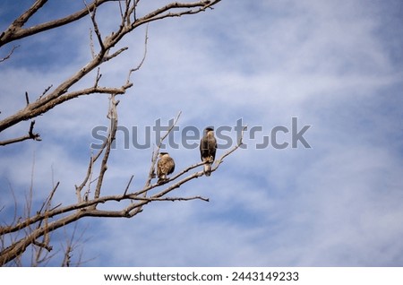 Big bird on a tree branch