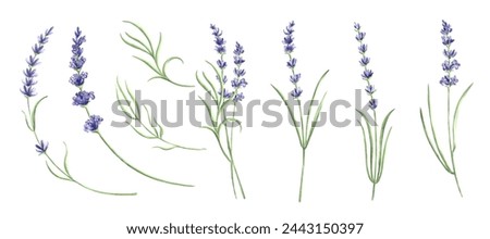 Watercolor set of lavender flowers purple. Isolated botanical hand drawn illustration provence floral bouquet. Vintage drawing floral herbs template for postcards, tableware and textile, embroidery.