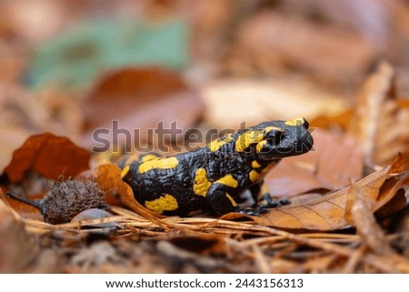 Fire Salamander - Salamandra salamandra, beautiful black and yellow amphibian from European forests, Zlin, Czech Republic.