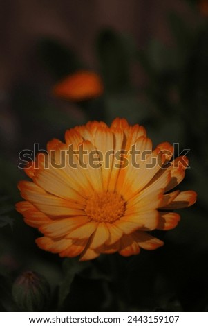 Introducing our stunning close-up flower image with a beautifully blurred background! This captivating photo showcases the intricate details of a flower, bringing nature's beauty right into your dp Royalty-Free Stock Photo #2443159107