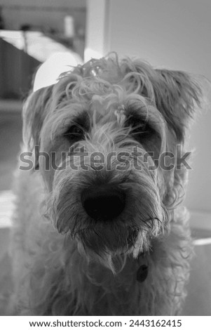 Black and White picture of a Soft Coated Wheaten Terrier