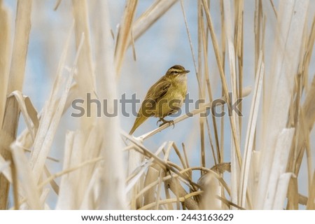 Close up of a Reed Warbler, Acrocephalus Schoenobaenus, resting on reed stem in early spring in natural habitat of dead yellow brown water reeds on the banks of lakes and ditch banks