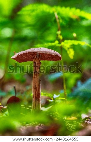 A mushroom on a fall day in Pennsylvania