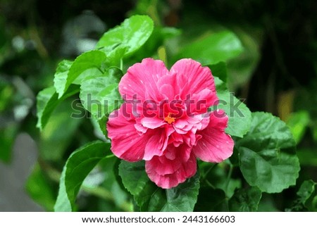 Blooming pink shoeblackplant flower with green leaves background 