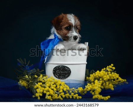 portrait of a dog A Jack Russell Terrier puppy on a blue background  in a white basket on a blue background with a yellow mimosa