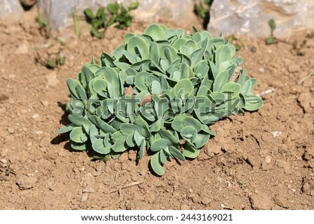 Homegrown Sedum or Stonecrop hardy succulent ground cover perennial green plant with thick succulent leaves and fleshy stems planted in local urban family home garden next to decorative rocks  Royalty-Free Stock Photo #2443169021
