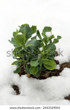 Snow covered young Cabbage or Headed cabbage leafy green annual vegetable crop with thick alternating leaves growing in local family house garden surrounded with freshly fallen snow and wet soil  Royalty-Free Stock Photo #2443169041