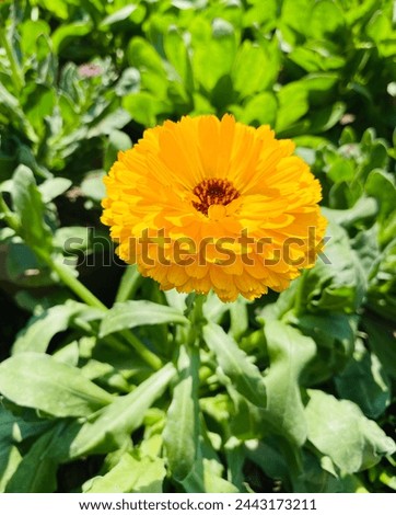 A real picture of yellow ‘Zinnia’ flower that is symbol of friendship and goodness. It’s looking bright and fresh between the green leaves.
