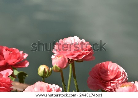 pink rose on bloom near lake in garden
