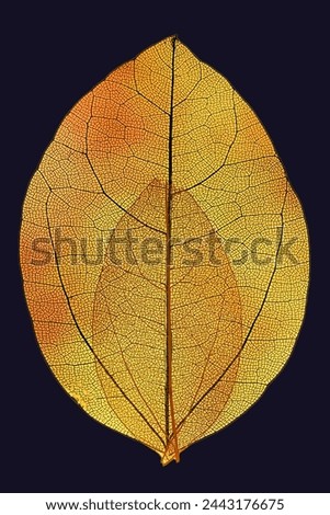 orange-transparent-leaves jpeg with black background.