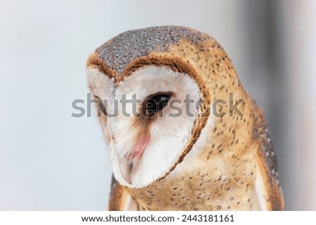 Close up face of common barn owl ( Tyto albahead )


