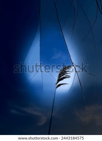 Bokeh landscape. Design from nature. On the background of the sky willow branches and reeds. Amazing picture of dark blue colors. Navy blue.