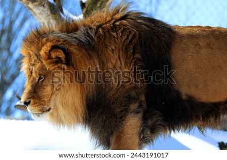 Playing in snow lion is one of the four big cats in the genus Panthera, and a member of the family Felidae. It is the second-largest living cat after the tiger Royalty-Free Stock Photo #2443191017