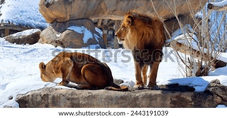 Playing in snow lion is one of the four big cats in the genus Panthera, and a member of the family Felidae. It is the second-largest living cat after the tiger Royalty-Free Stock Photo #2443191039