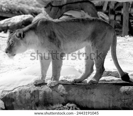 Playing in snow lion is one of the four big cats in the genus Panthera, and a member of the family Felidae. It is the second-largest living cat after the tiger Royalty-Free Stock Photo #2443191045