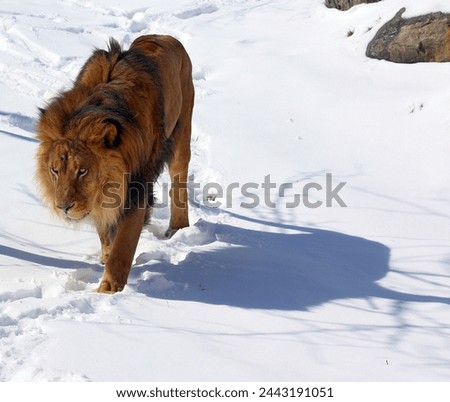 Playing in snow lion is one of the four big cats in the genus Panthera, and a member of the family Felidae. It is the second-largest living cat after the tiger Royalty-Free Stock Photo #2443191051