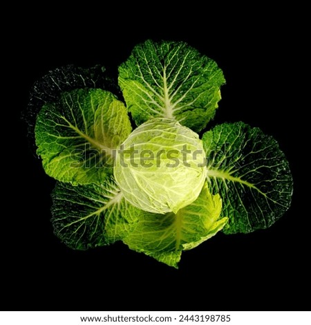 Cabbage. Cabbage natural vegetable food picture. Cabbage natural healthy vegetable food. This is a cabbage vegetable food image. This is looking good image for use in your different projects. 