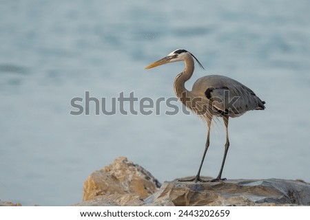 Great Blue Heron Standing on a Rock Royalty-Free Stock Photo #2443202659