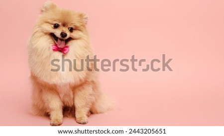 So cute dog nice picture 