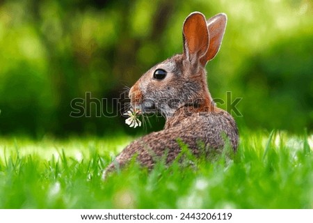 Rabbit beautiful images  rabbit photos stock
