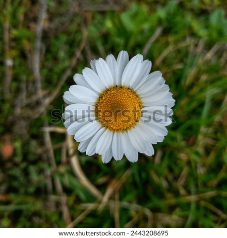 daisy, one of the most beautiful flowers of spring. 