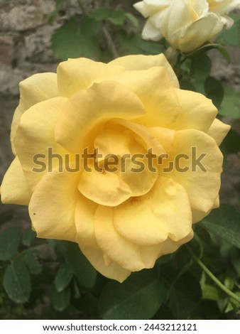 
The yellow rose typically symbolizes friendship, joy, and caring. It can also represent new beginnings or the start of a budding romantic relationship. Yellow roses are often given to convey warmth, 