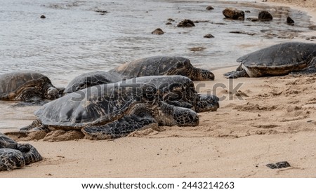 Green Hawaiian sea turtles resting on the Poipu Beach, Kauai.