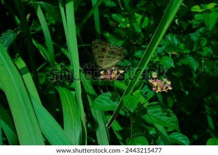 Lone butterfly in a wild garden