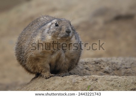 Black-tailed Prairie Dog - Cynomys ludovicianus, beautiful large ground rodent from the Great Plains of North America. Royalty-Free Stock Photo #2443221743