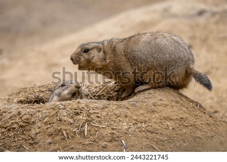 Black-tailed Prairie Dog - Cynomys ludovicianus, beautiful large ground rodent from the Great Plains of North America. Royalty-Free Stock Photo #2443221745