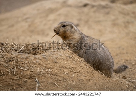 Black-tailed Prairie Dog - Cynomys ludovicianus, beautiful large ground rodent from the Great Plains of North America. Royalty-Free Stock Photo #2443221747