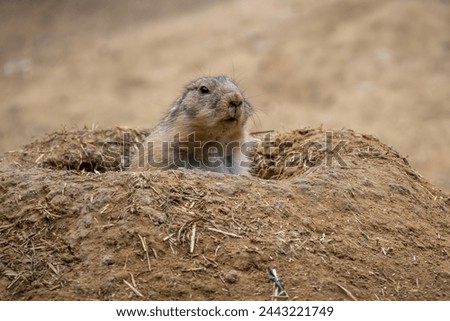 Black-tailed Prairie Dog - Cynomys ludovicianus, beautiful large ground rodent from the Great Plains of North America. Royalty-Free Stock Photo #2443221749