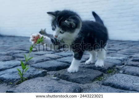 cat baby images cats picturs stocks