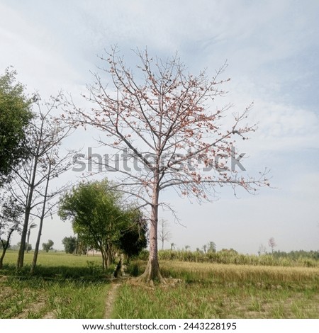A beautiful cotton Tree Picture 
