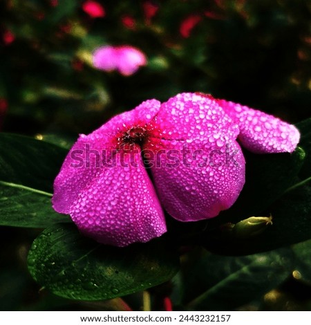 Madagascar periwinkle,Madagascar periwinkle flower,catharanthus plant,Madagascar periwinkle plant,periwinkle catharanthus roseus,
vinca rosea,periwinkle flowers, Royalty-Free Stock Photo #2443232157