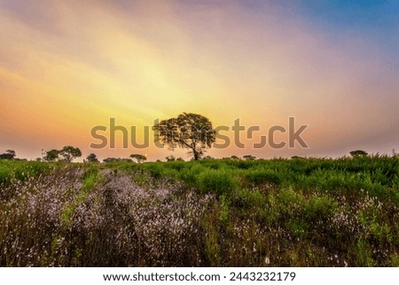 Beautiful evening and sunset photography, country side view of India.