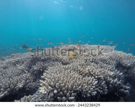 Coral lifeform with reef fishes underwater photography