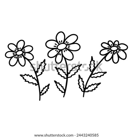Three Chamomiles flowers. Sprigs with blooming daisies. Black and white vector doodle style illustration hand drawn. Floral element with contour. Icon, card or clip art. Spring and summer season