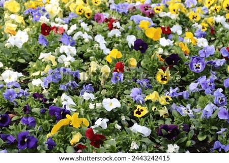 Close-up of pansies in a park