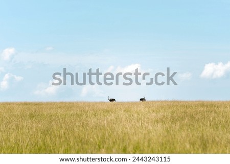 Elephants in Amboseli Masai Mara reserve in Kenya