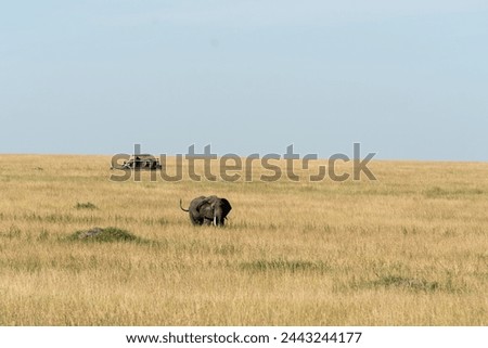 Elephants in the kenyan environment in the wonderful amboseli national reserve