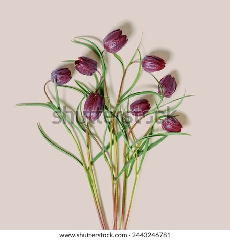 Fritillaria Meleagris spring flowers on pastel pink background, top view fresh blooming purple tiger tulips wildflowers, floral botanical aesthetic flat lay, close up flowery vivid color bouquet