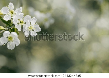 White apple flowers on nature blur bokeh background with copy space, springtime scenery with blooming branch tree close up, earth tones, minimal style flowery backdrop banner with natural sunlight