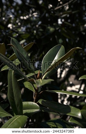 Magnolia branches in close-up. Natural background with large leaves.